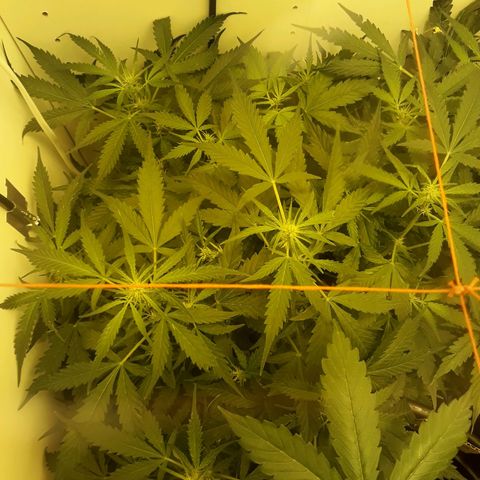 #2 Åse growlog timeline photo