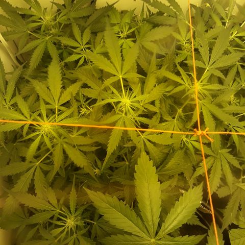 #2 Åse growlog timeline photo