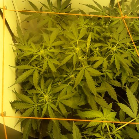 #2 Åse growlog timeline photo
