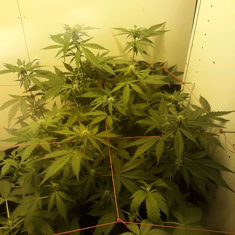 #3 Slutty mama  growlog timeline photo