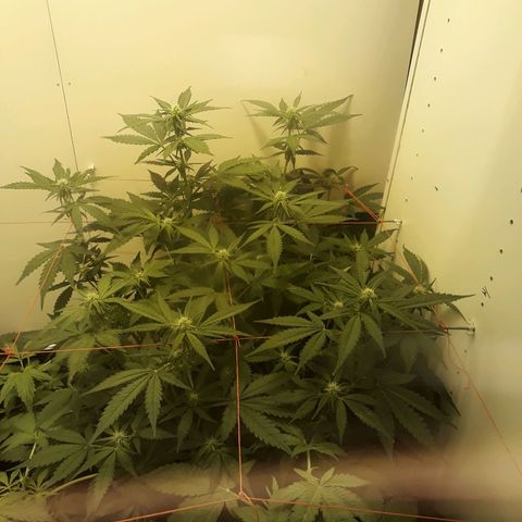 #3 Slutty mama  growlog timeline photo