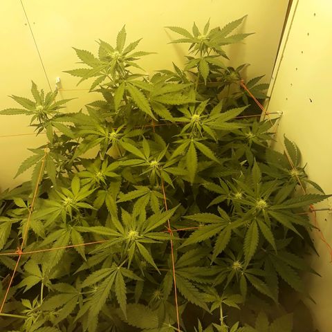 #3 Slutty mama  growlog timeline photo