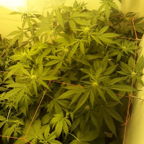 #3 Slutty mama  growlog timeline photo