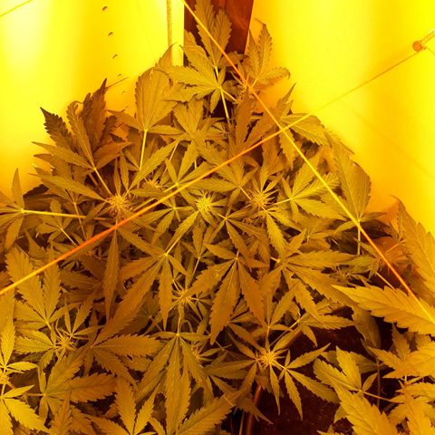#1 Thoril growlog timeline photo