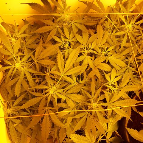 #2 Åse growlog timeline photo