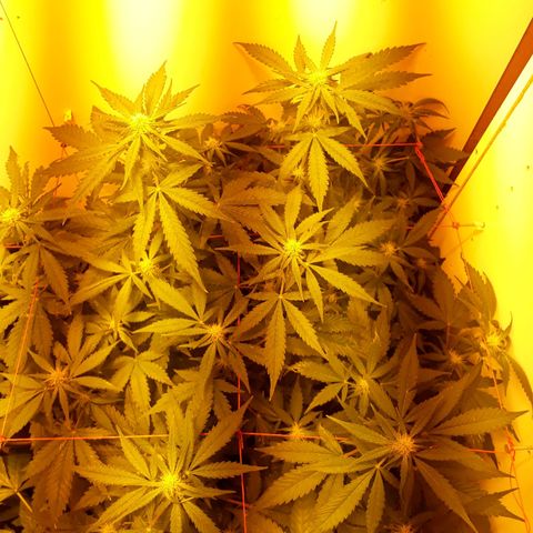 #3 Slutty mama  growlog timeline photo