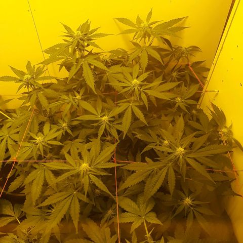 #3 Slutty mama  growlog timeline photo