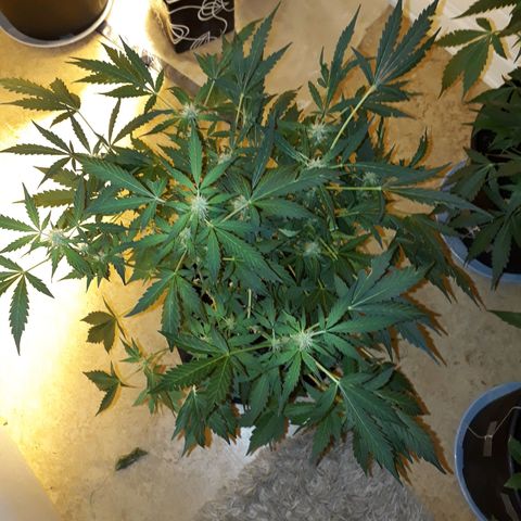 #1 Thoril growlog timeline photo