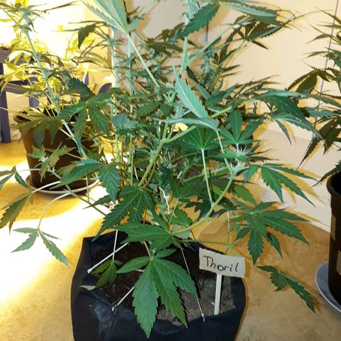 #1 Thoril growlog timeline photo