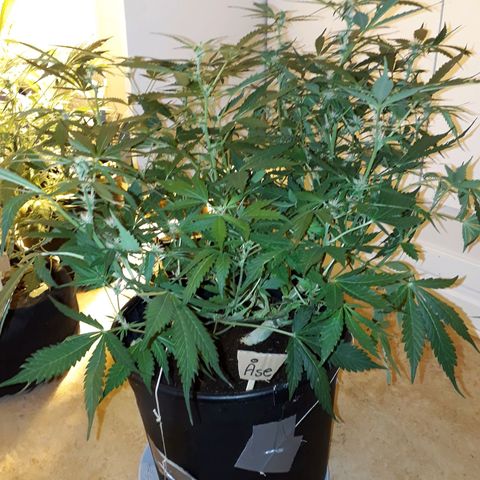 #2 Åse growlog timeline photo