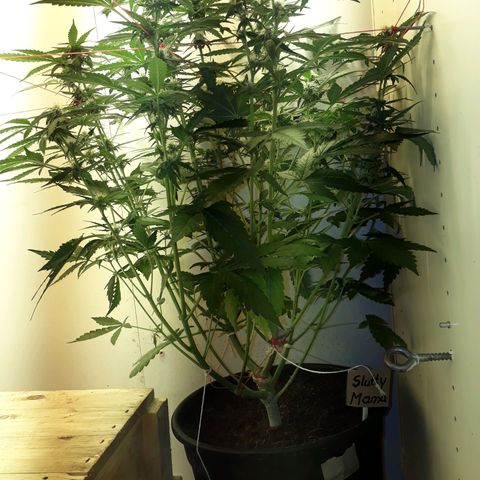 #3 Slutty mama  growlog timeline photo