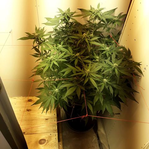 #3 Slutty mama  growlog timeline photo