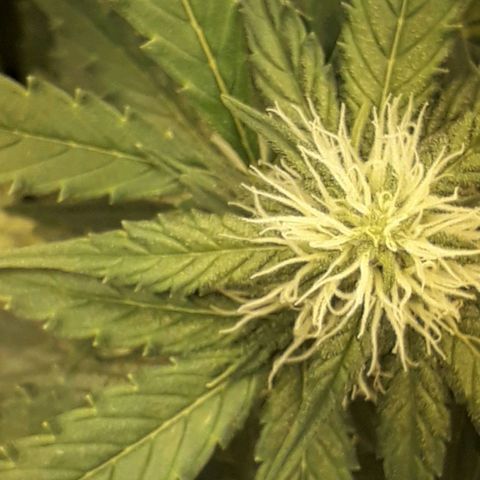 #3 Slutty mama  growlog timeline photo