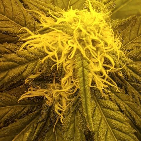 #3 Slutty mama  growlog timeline photo