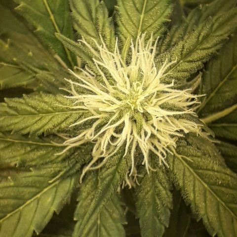 #3 Slutty mama  growlog timeline photo