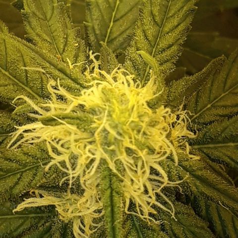 #3 Slutty mama  growlog timeline photo