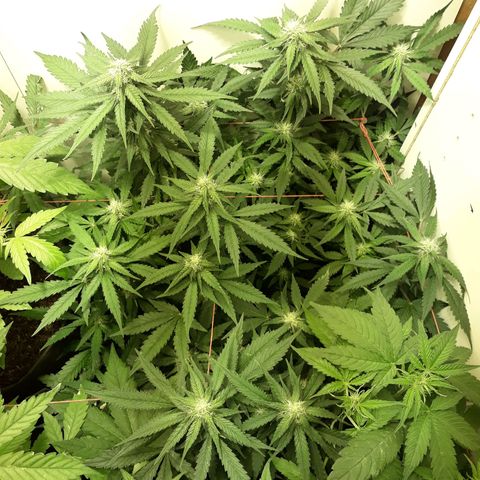 #3 Slutty mama  growlog timeline photo