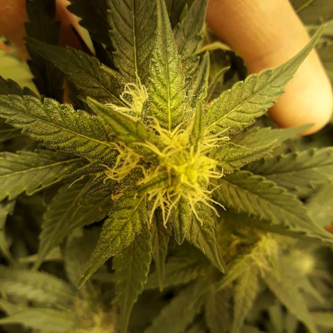 #3 Slutty mama  growlog timeline photo