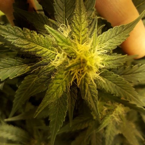 #3 Slutty mama  growlog timeline photo
