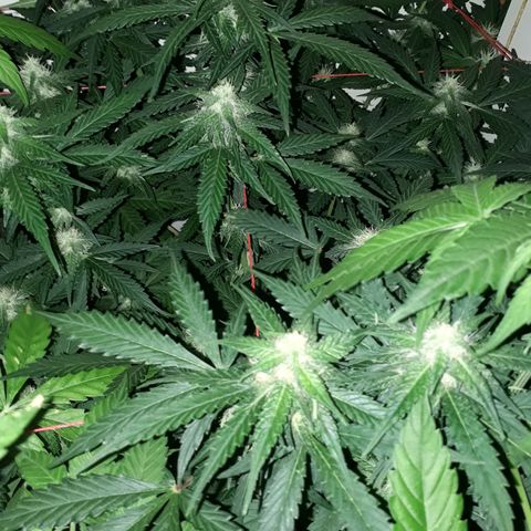#1 Thoril growlog timeline photo