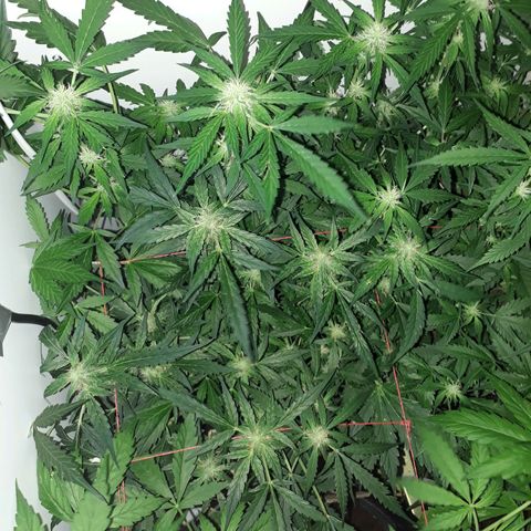#1 Thoril growlog timeline photo