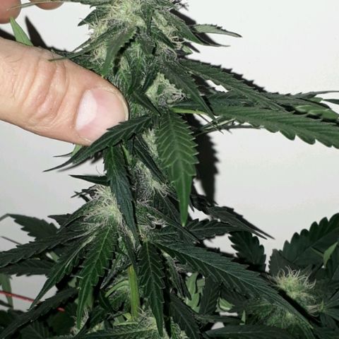 #3 Slutty mama  growlog timeline photo