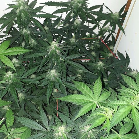 #3 Slutty mama  growlog timeline photo