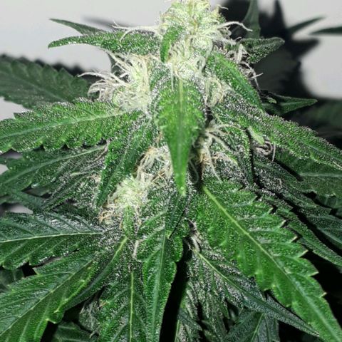 #3 Slutty mama  growlog timeline photo