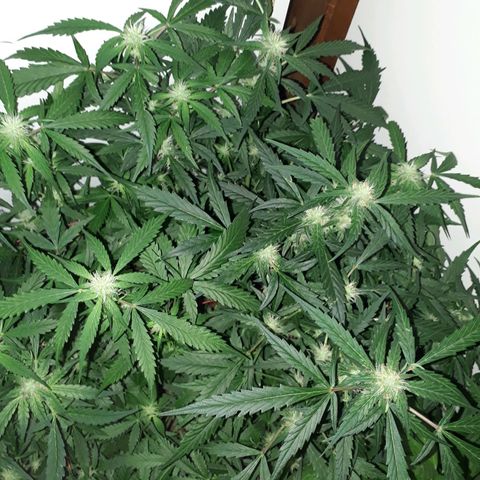 #3 Slutty mama  growlog timeline photo