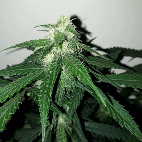 #3 Slutty mama  growlog timeline photo
