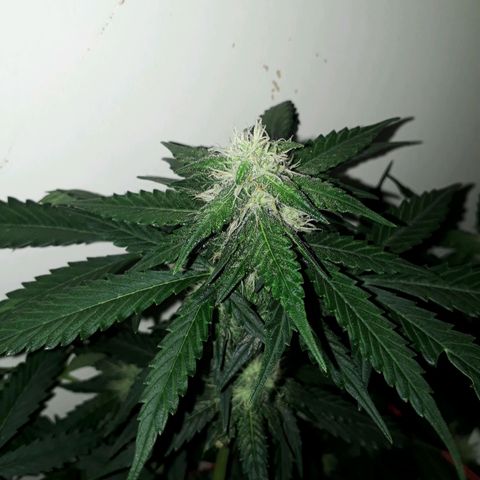 #3 Slutty mama  growlog timeline photo