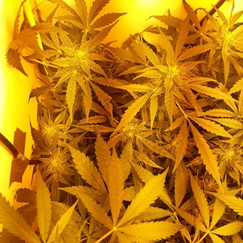 #1 Thoril growlog timeline photo