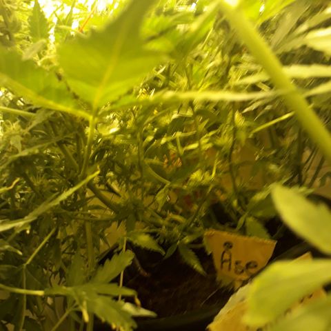 #2 Åse growlog timeline photo