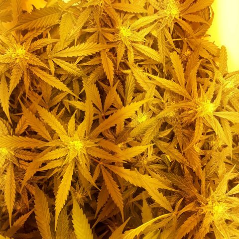#2 Åse growlog timeline photo