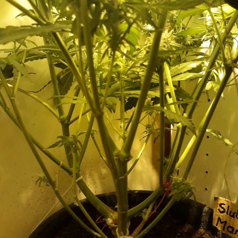 #3 Slutty mama  growlog timeline photo