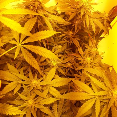 #3 Slutty mama  growlog timeline photo