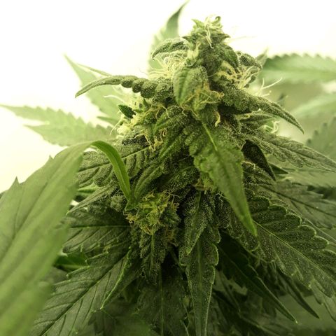 #3 Slutty mama  growlog timeline photo