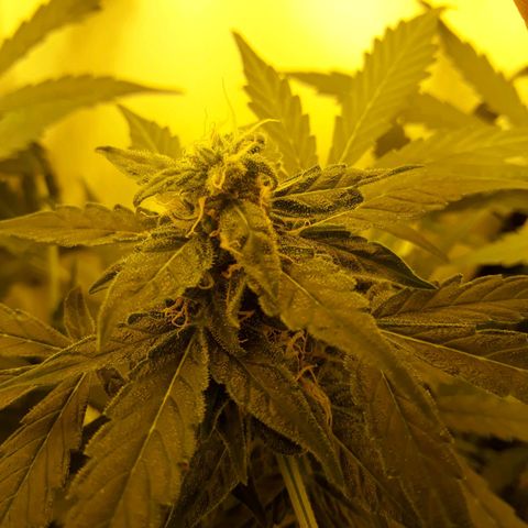 #1 Thoril growlog timeline photo