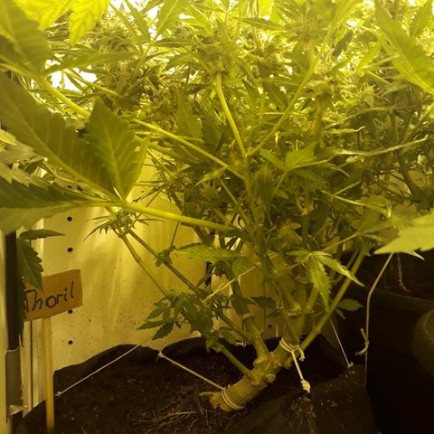 #1 Thoril growlog timeline photo