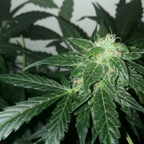 #1 Thoril growlog timeline photo
