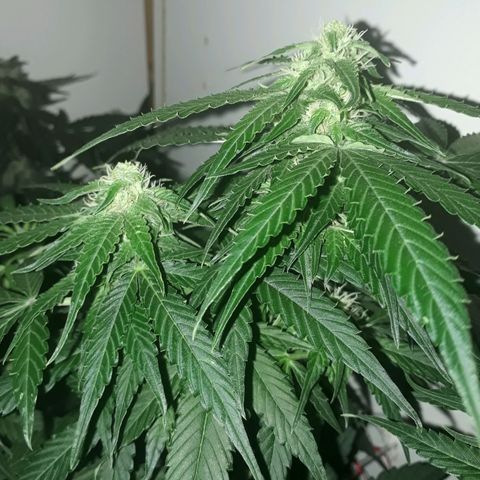 #2 Åse growlog timeline photo