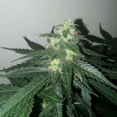 #2 Åse growlog timeline photo