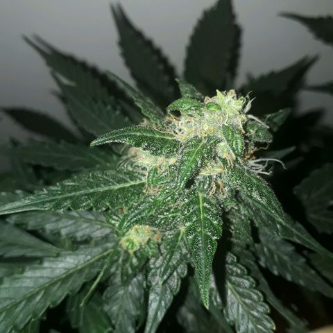 #2 Åse growlog timeline photo