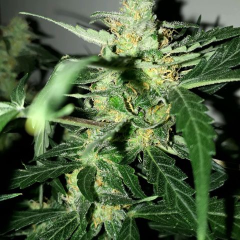 #2 Åse growlog timeline photo