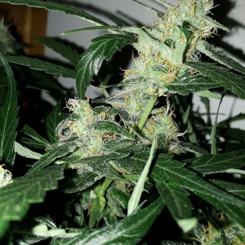#2 Åse growlog timeline photo