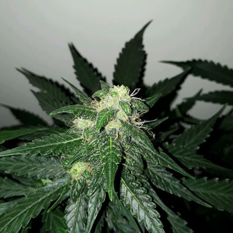 #3 Slutty mama  growlog timeline photo