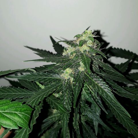 #3 Slutty mama  growlog timeline photo