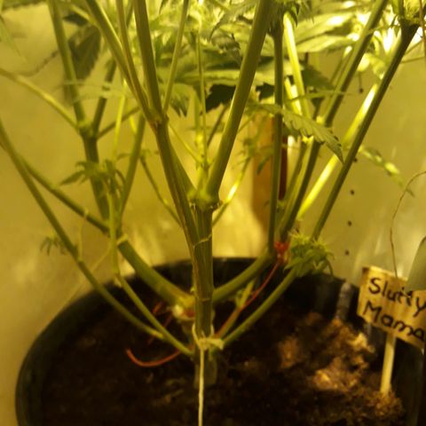 #3 Slutty mama  growlog timeline photo