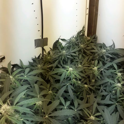 #1 Thoril growlog timeline photo