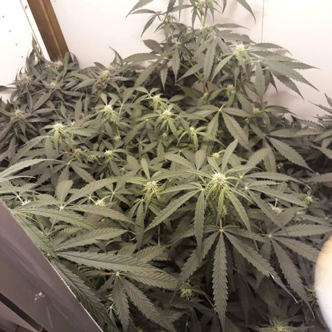 #2 Åse growlog timeline photo